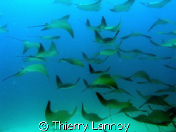 Cabo Pulmo - Sea of Cortez........thousands of Mobula ray... by Thierry Lannoy 